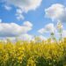 Rapeseed protein fiber-concentrate gets green light from EFSA