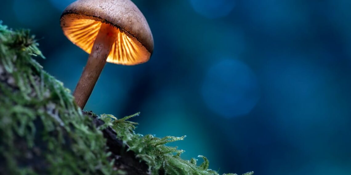 Mushroom expert calls for quality quantification beyond ‘easy win’ beta-glucans