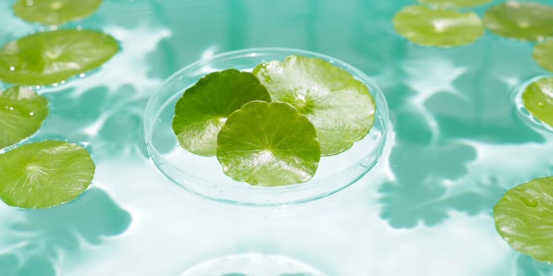 3H Labs launch gotu kola extract in Europe and US