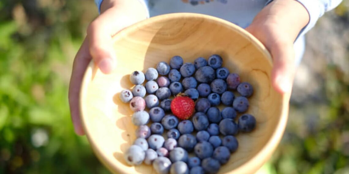 Berry researchers strengthen gut link to better brain and heart health