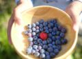 Berry researchers strengthen gut link to better brain and heart health