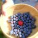 Berry researchers strengthen gut link to better brain and heart health