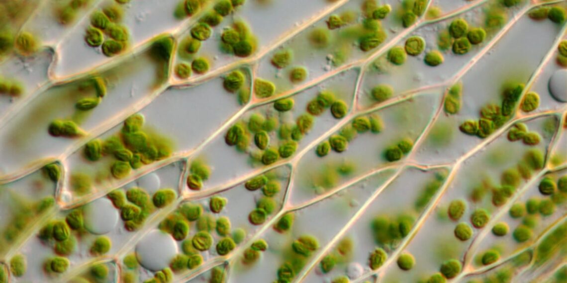 Harke Pharma acquires Green Bioactives’ Memory Complex