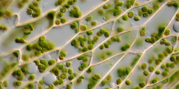 Harke Pharma acquires Green Bioactives’ Memory Complex