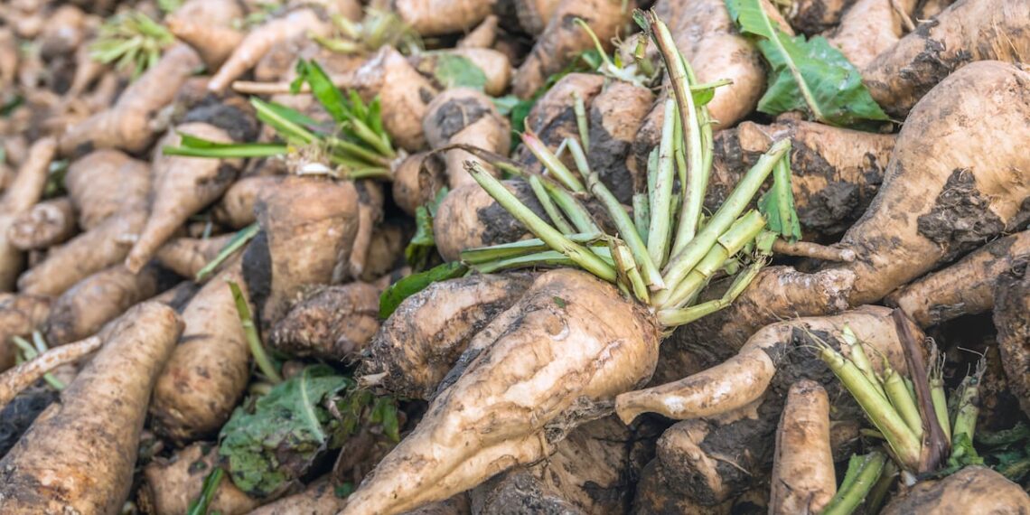 European inulin producers join the International Probiotics Association