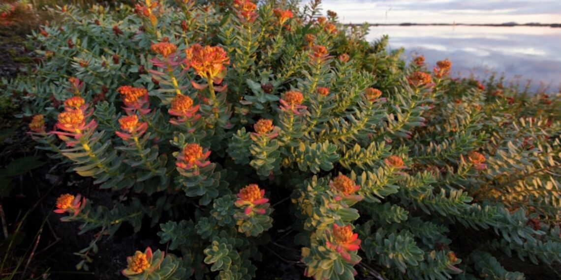Meta-analysis explores Rhodiola rosea’s ergogenic potential