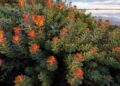 Meta-analysis explores Rhodiola rosea’s ergogenic potential