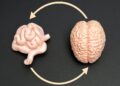 Probiotic may enhance cognitive function in mild impairment: Study