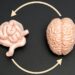 Probiotic may enhance cognitive function in mild impairment: Study