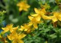 NOW testing of St John’s wort sold on Amazon identifies widespread failure