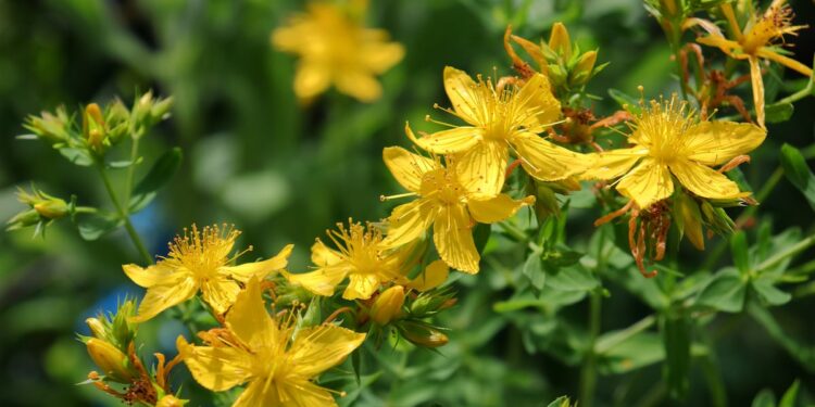 NOW testing of St John’s wort sold on Amazon identifies widespread failure