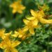 NOW testing of St John’s wort sold on Amazon identifies widespread failure