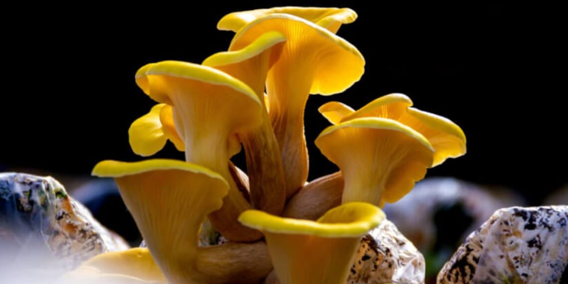 Entrenching ergothioneine as longevity vitamin