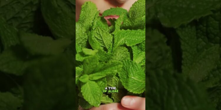 The Simple Detox Food That Fights Environmental Toxins natural body support #healthtips #detoxfoods