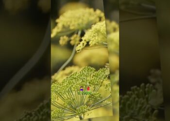 The Plant That Stops Bleeding Instantly nature’s first-aid secret #herbsmagic #firstaidtips