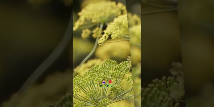 The Plant That Stops Bleeding Instantly nature’s first-aid secret #herbsmagic #firstaidtips