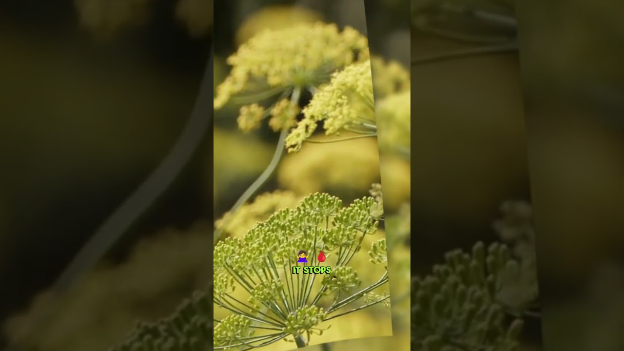 The Plant That Stops Bleeding Instantly nature’s first-aid secret #herbsmagic #firstaidtips