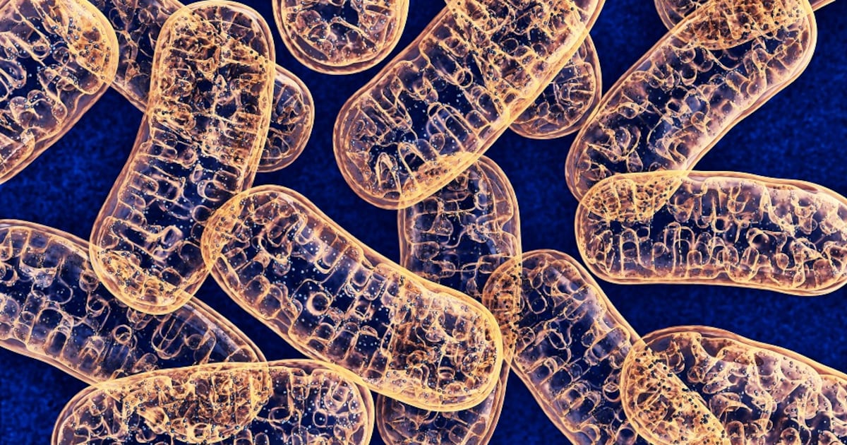 Herbal extract combination may boost NAD+ levels, mitochondrial health, and physical performance