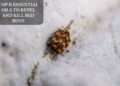 Top 11 Essential Oils To Repel And Kill Bed Bugs
– Moksha Lifestyle Products