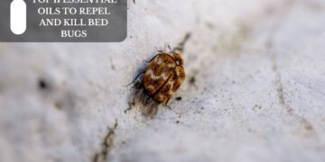 Top 11 Essential Oils To Repel And Kill Bed Bugs
– Moksha Lifestyle Products