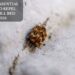 Top 11 Essential Oils To Repel And Kill Bed Bugs
– Moksha Lifestyle Products