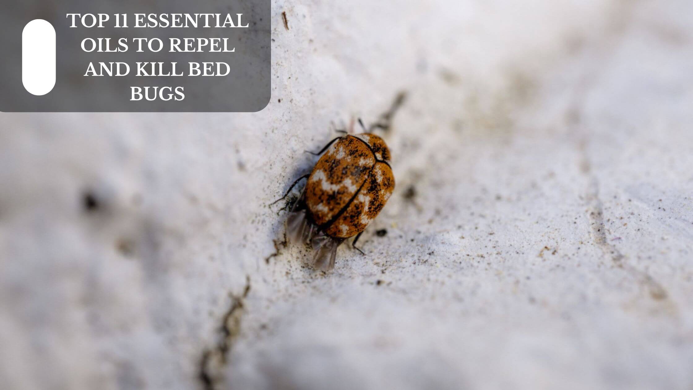 Top 11 Essential Oils To Repel And Kill Bed Bugs
– Moksha Lifestyle Products