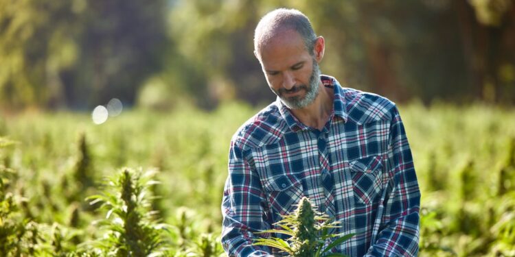 Experts warn hemp bill threatens thousands of jobs