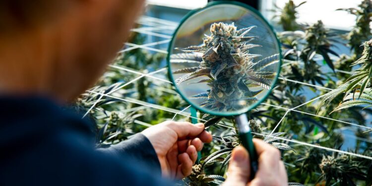 Trump order aims to reschedule marijuana to Schedule III and targets hemp-derived CBD regulation