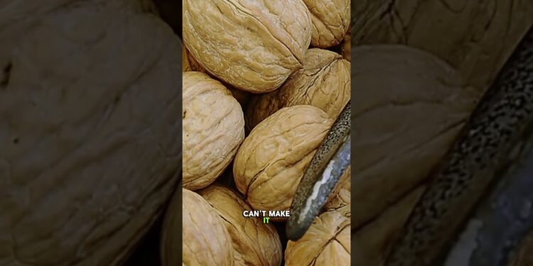 Walnuts: The Brain-Shaped Nut That Feeds Your Brain (Omega-3 Power!) #walnuts #brainfood