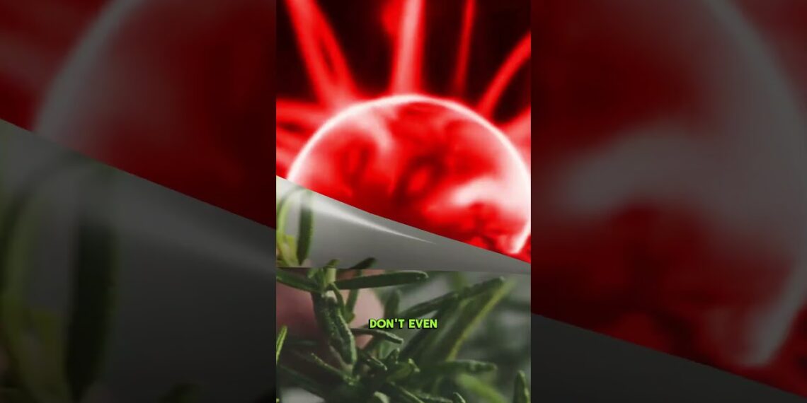 Rosemary: The Common Herb That’s A Secret Brain Booster & Memory Hack #rosemary #brainhealth